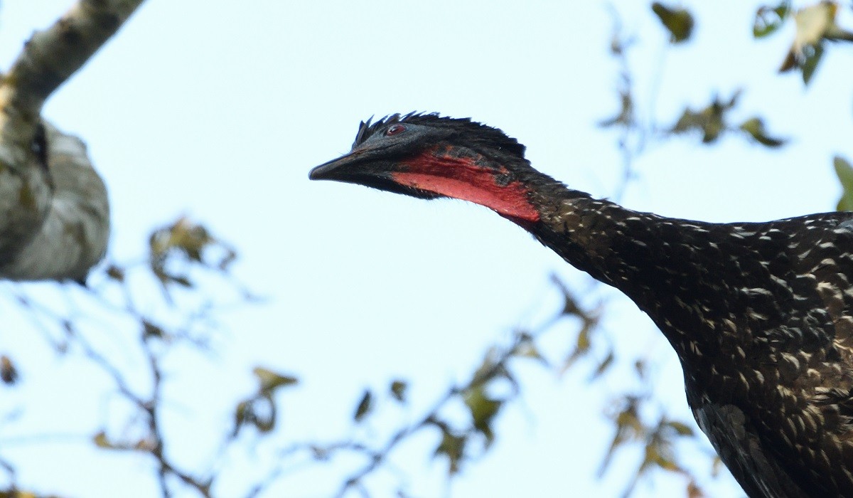 Crested Guan - ML165536271
