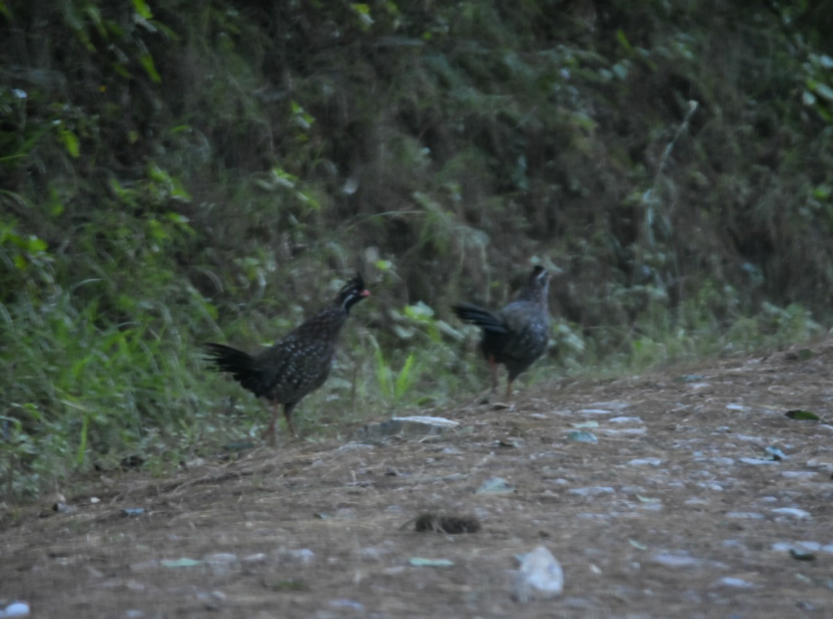 Long-tailed Wood-Partridge - ML165537301