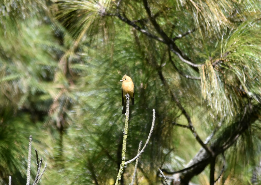 Tufted Flycatcher - Luis Uriel Correa Vera