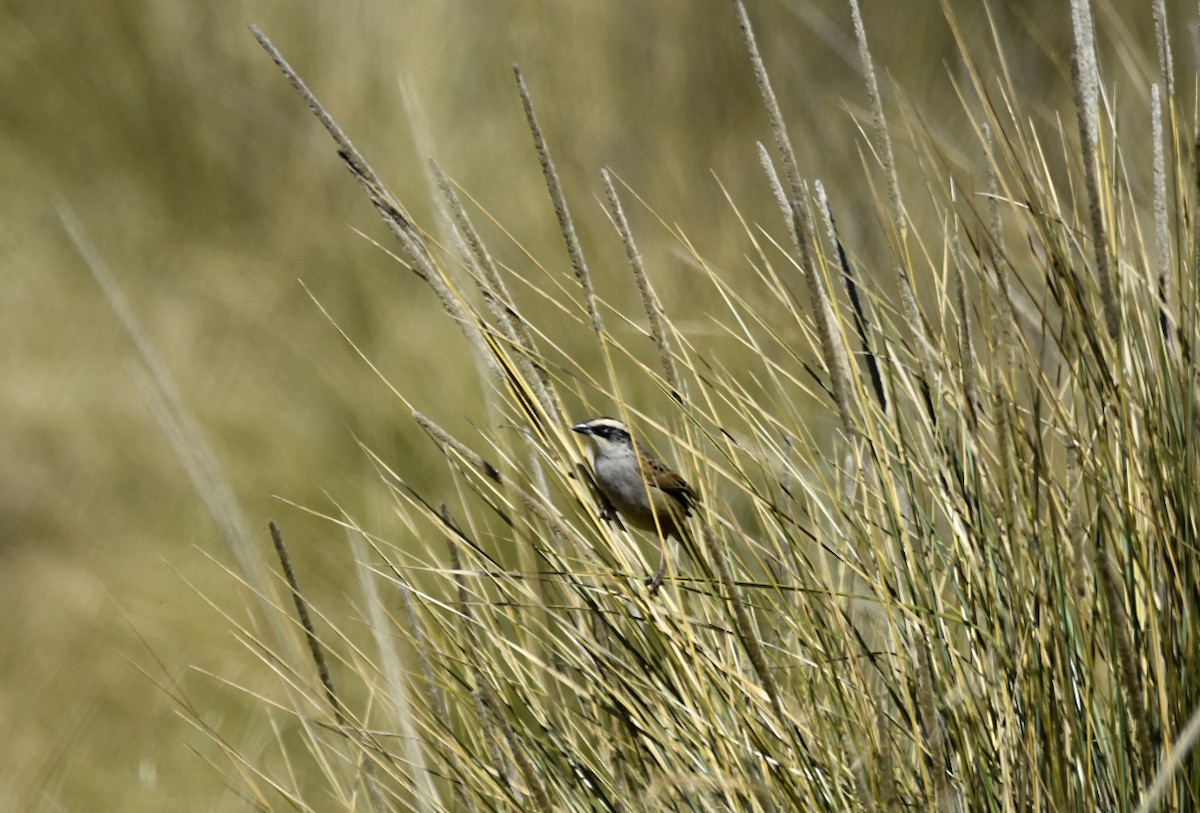 Striped Sparrow - Luis Uriel Correa Vera