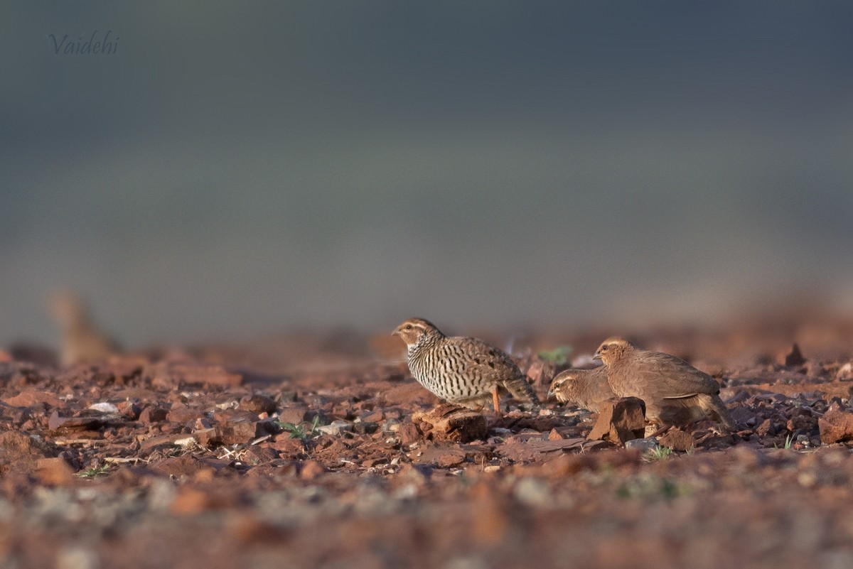 Rock Bush-Quail - ML165537901