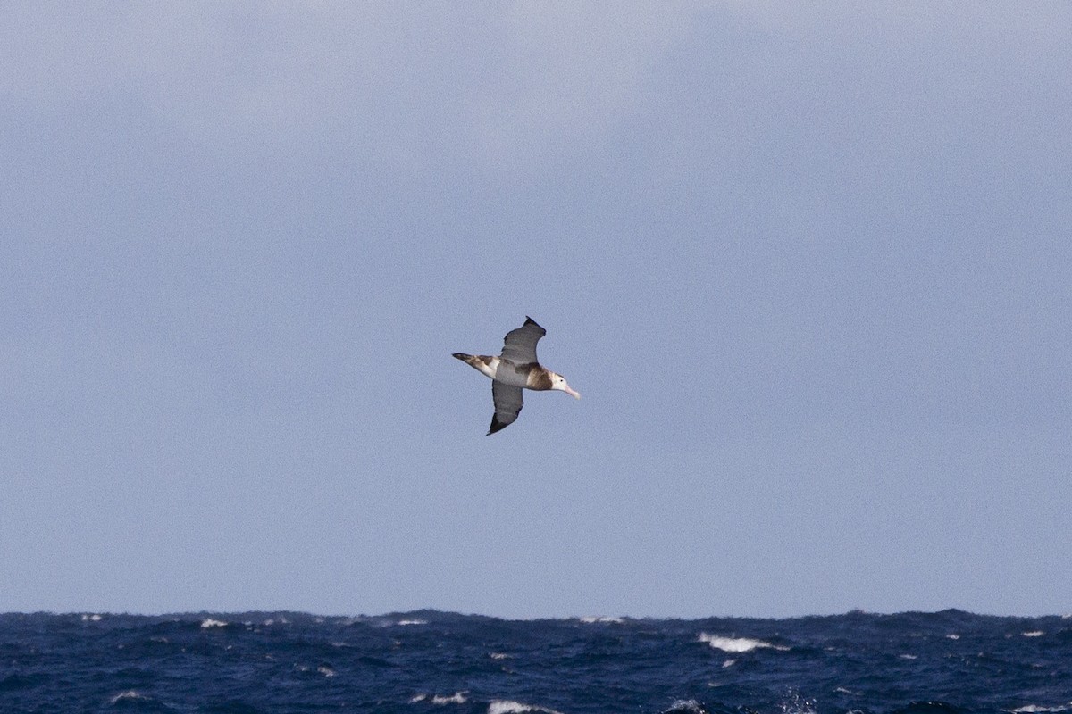 Albatros hurleur, A. de Tristan da Cunha ou A. des Antipodes - ML165538261