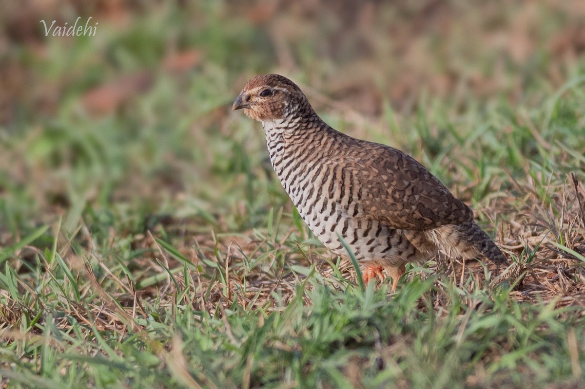 Rock Bush-Quail - ML165538291