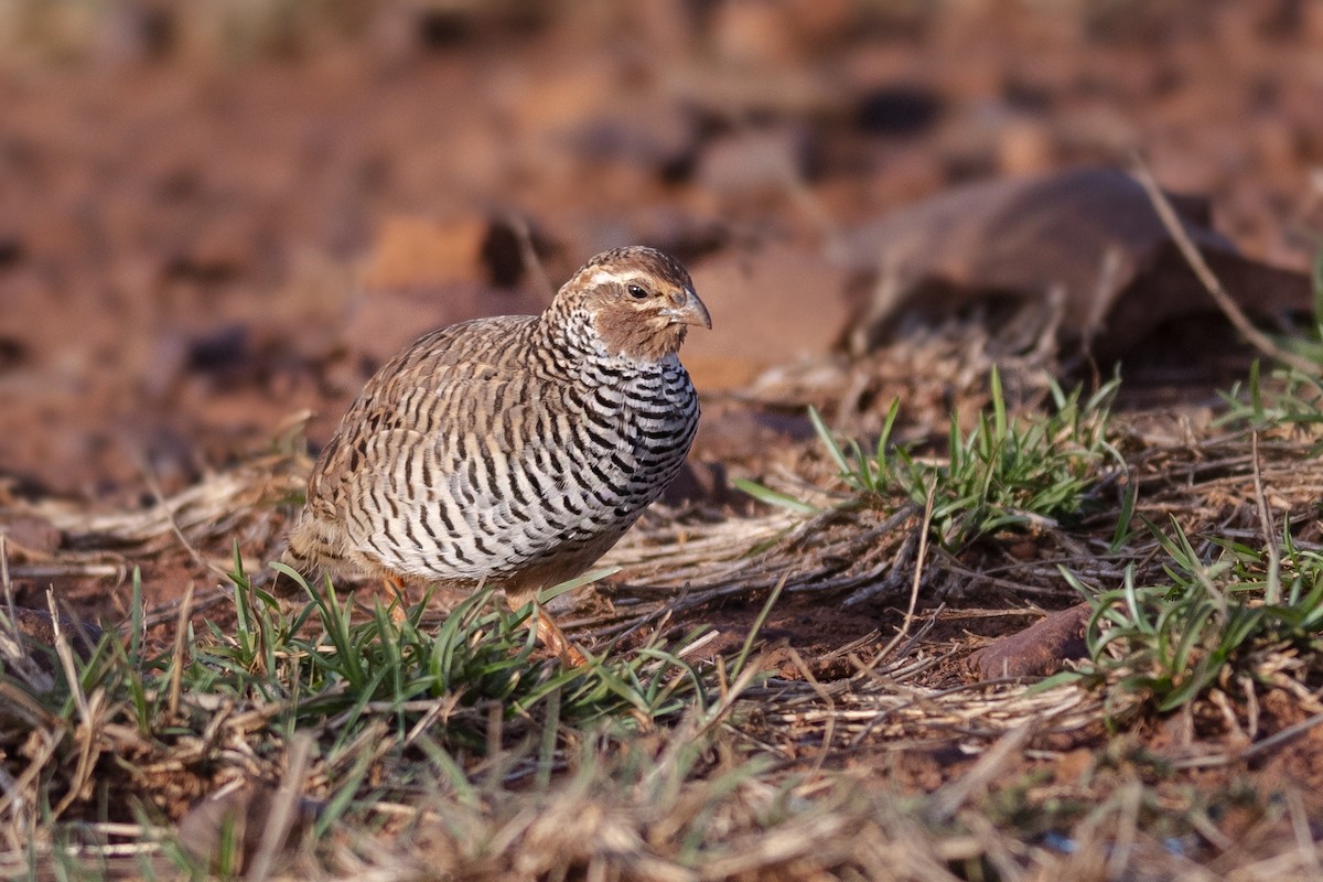 Rock Bush-Quail - Vaidehi  Gunjal