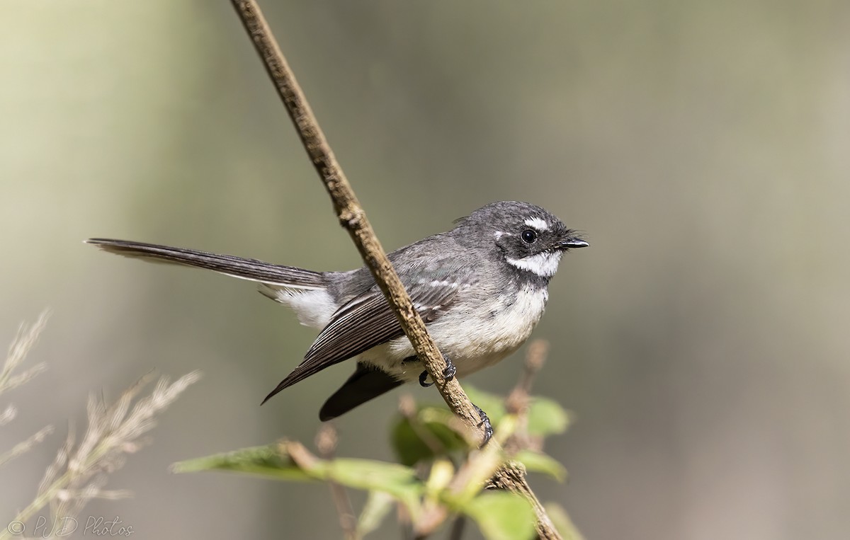 Gray Fantail - Jill Duncan &  Ken Bissett