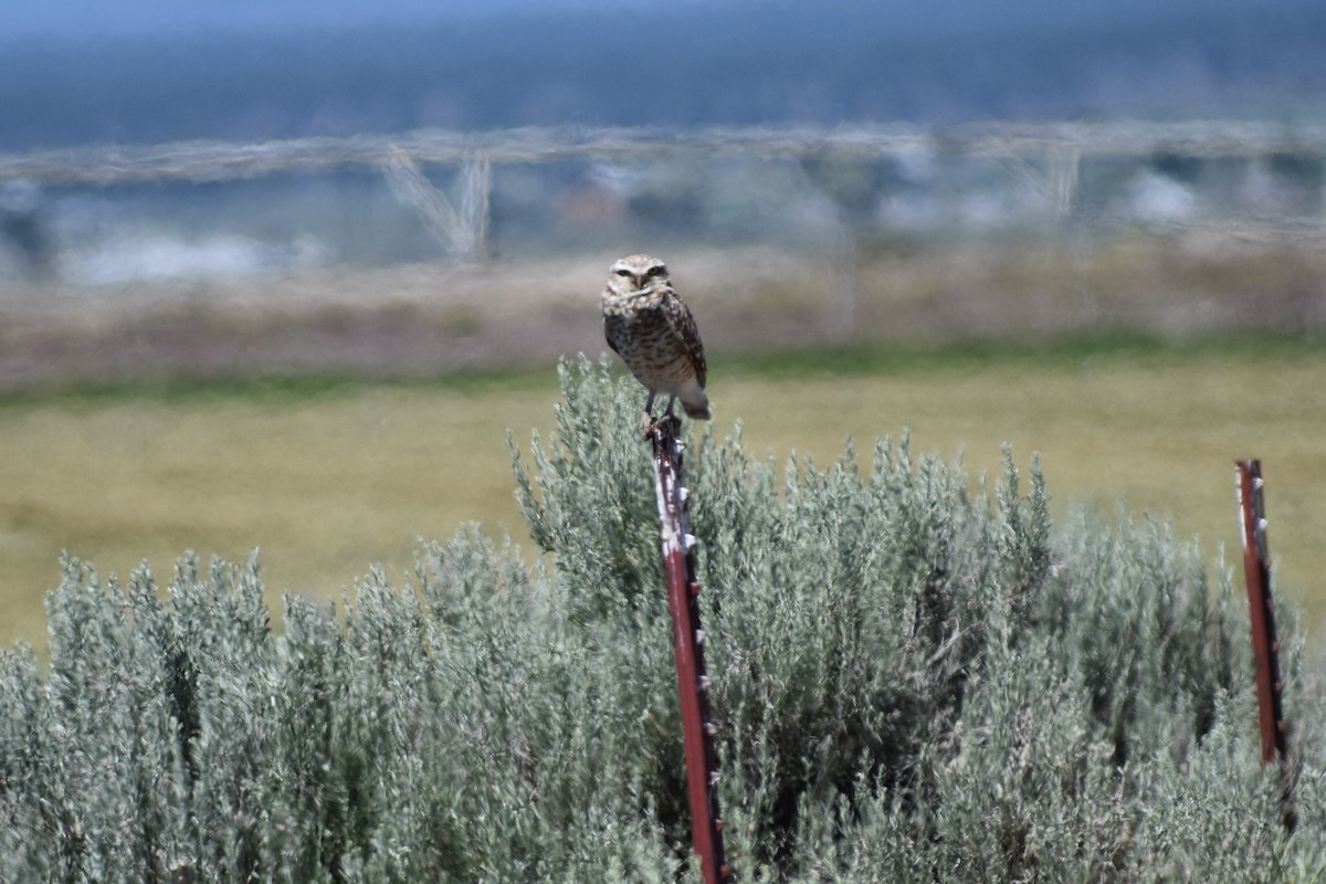 Burrowing Owl - ML165539721