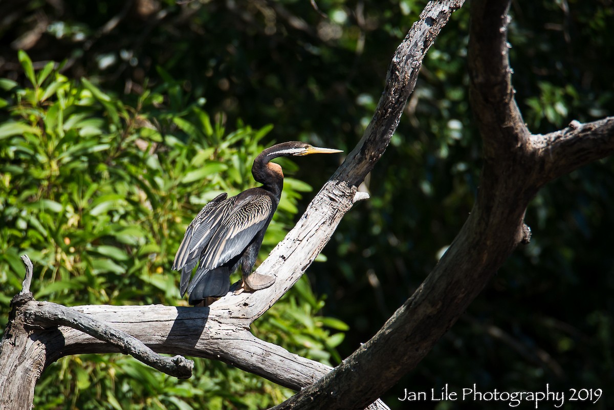 Australasian Darter - Jan Lile