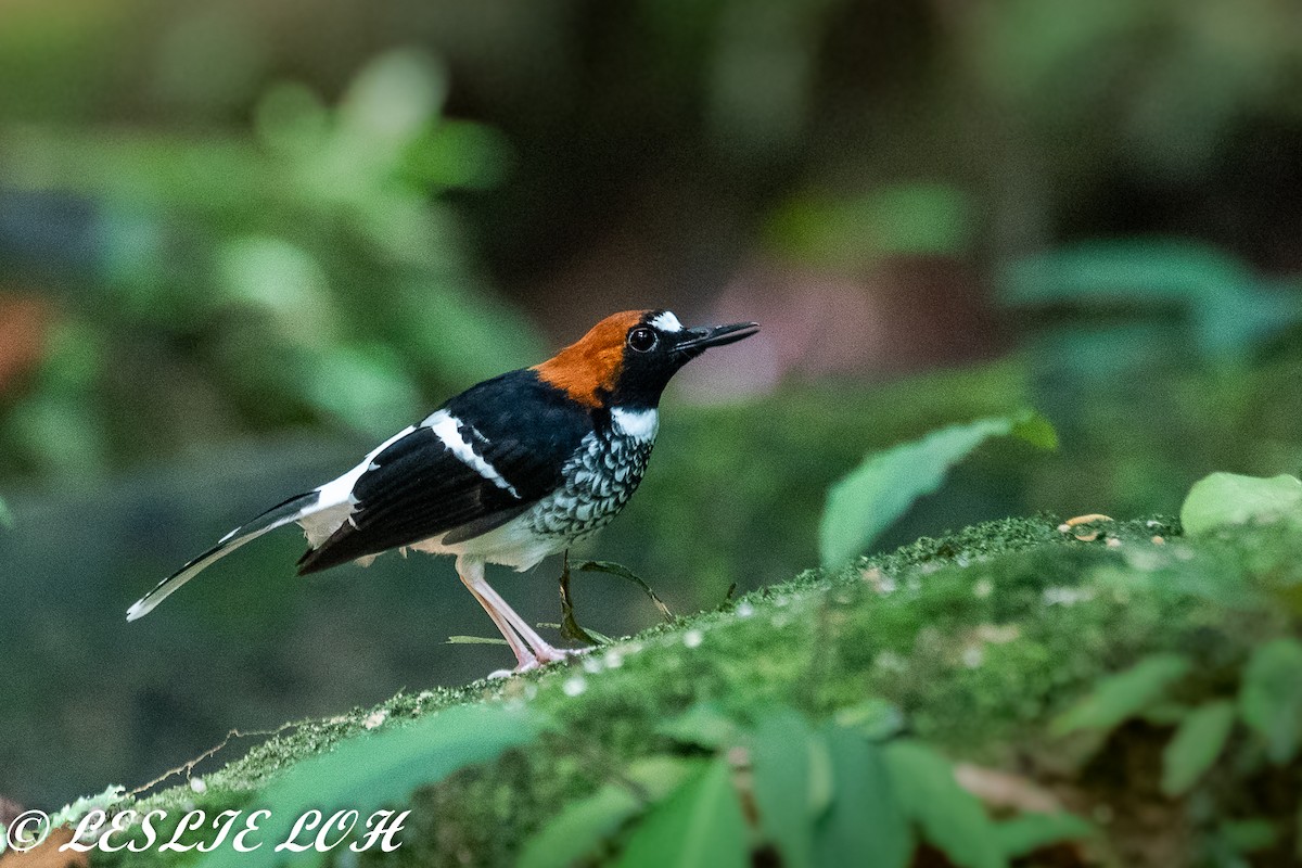 Chestnut-naped Forktail - Leslie Loh