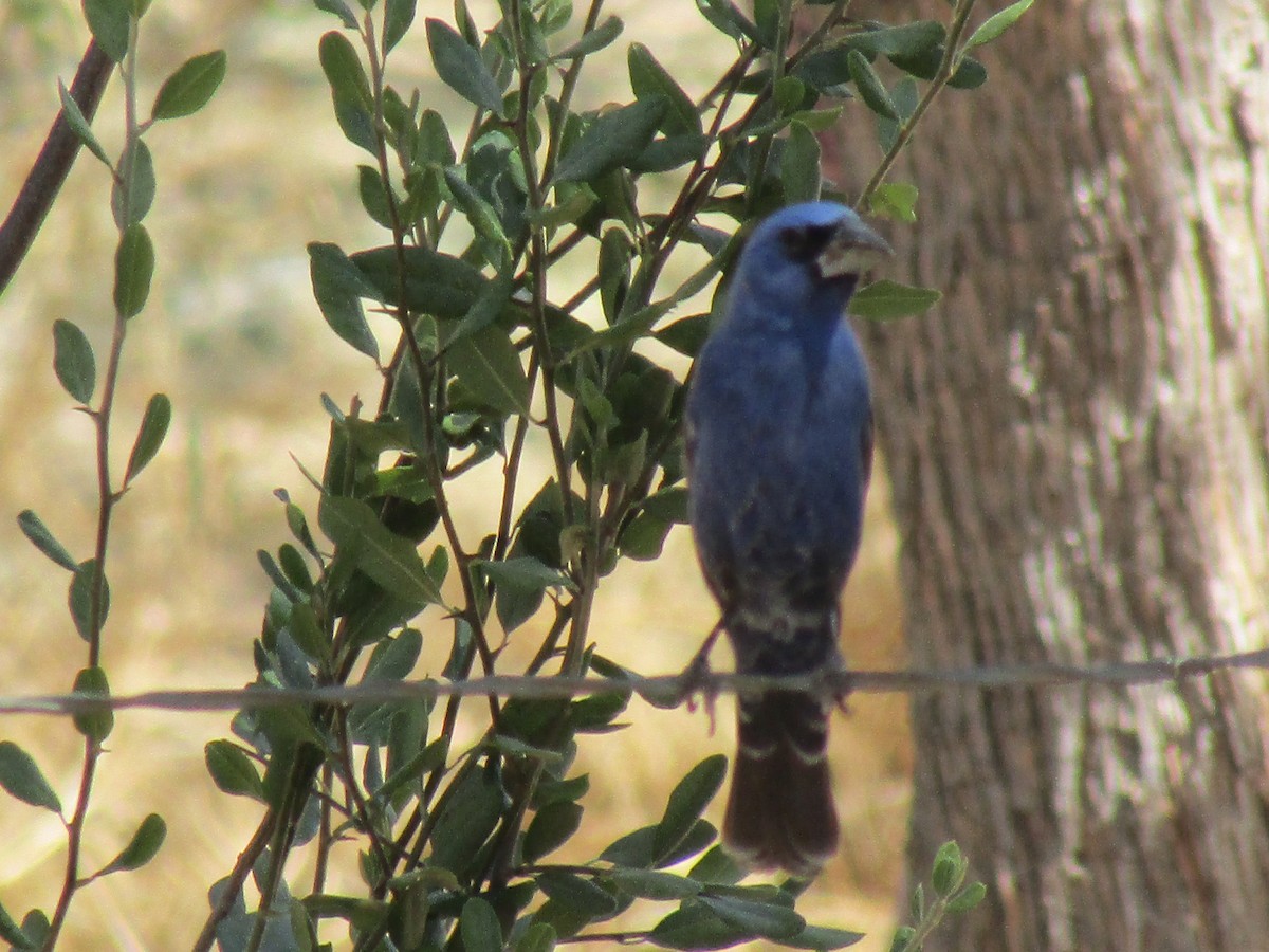 Blue Grosbeak - ML165542961