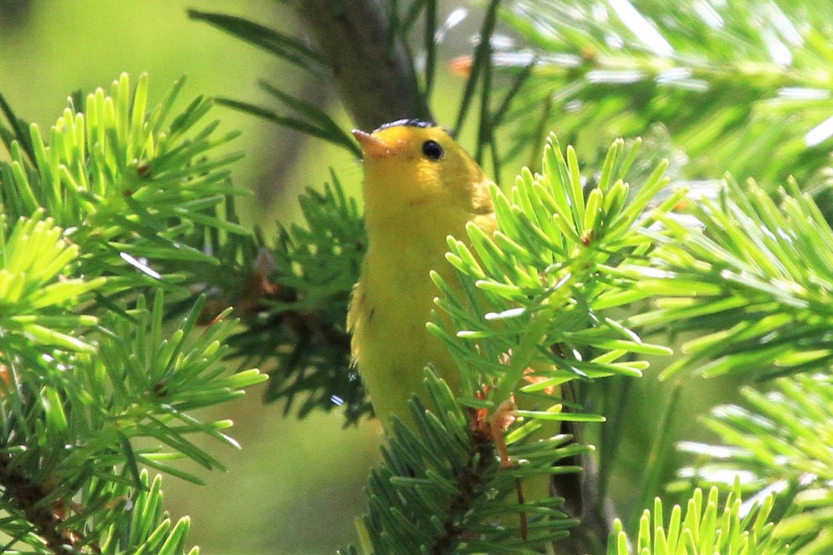 Wilson's Warbler - ML165543411