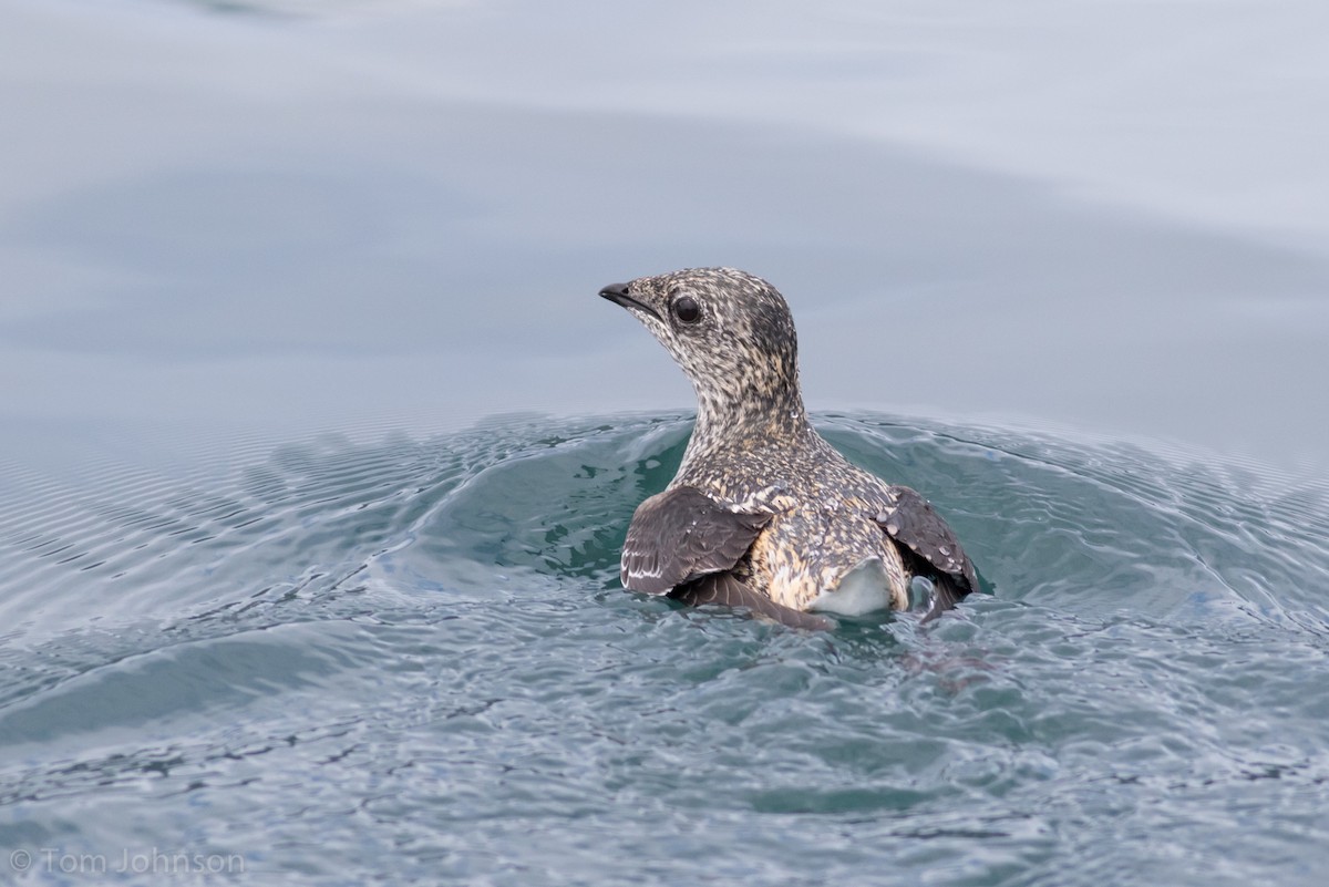 Kittlitz's Murrelet - ML165543911