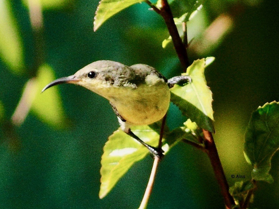 Purple Sunbird - Ains Priestman