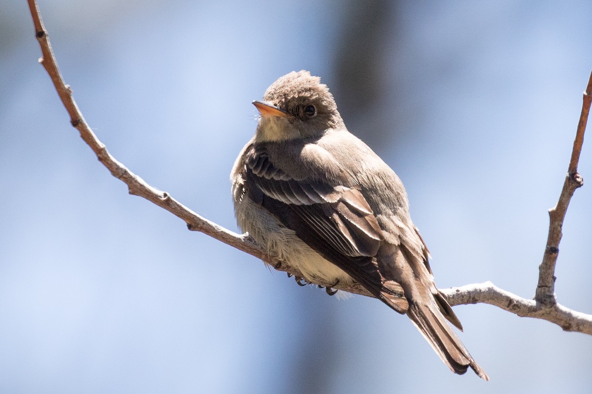 Western Wood-Pewee - ML165545291