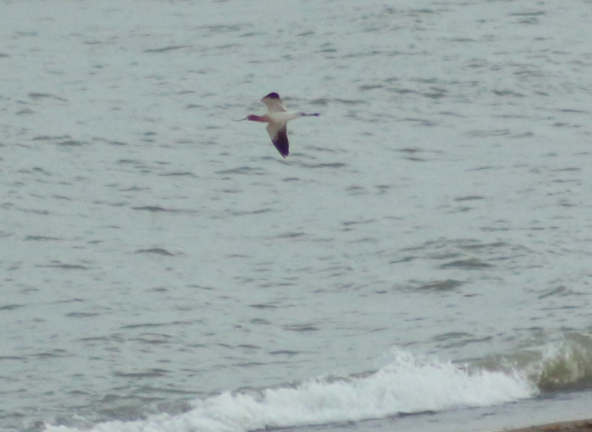 American Avocet - ML165546341