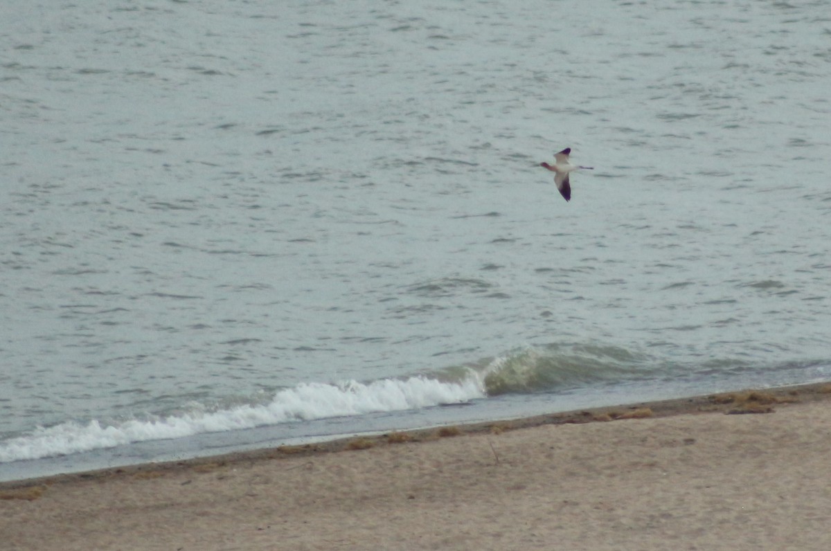 American Avocet - ML165546351