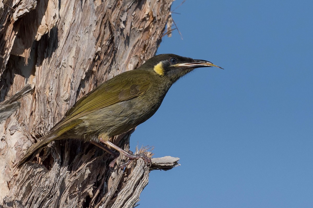 Lewin's Honeyeater - ML165546581