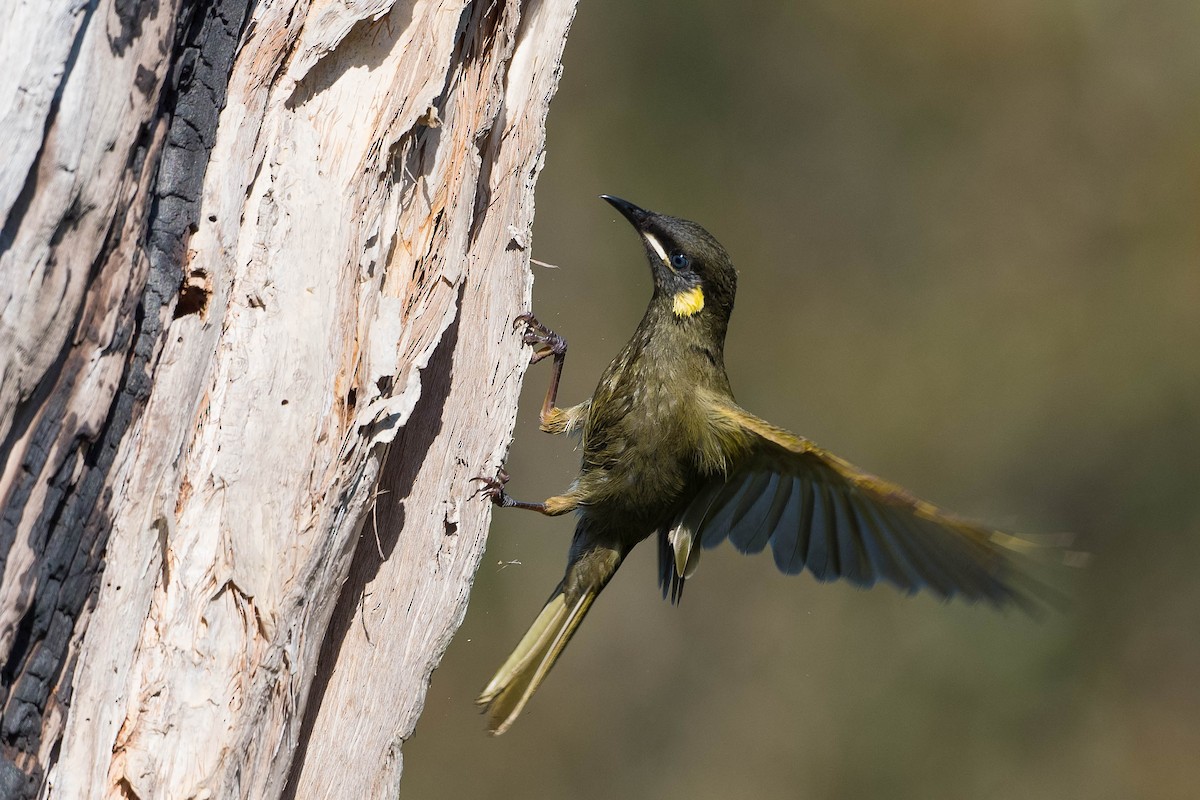 Lewin's Honeyeater - ML165546741