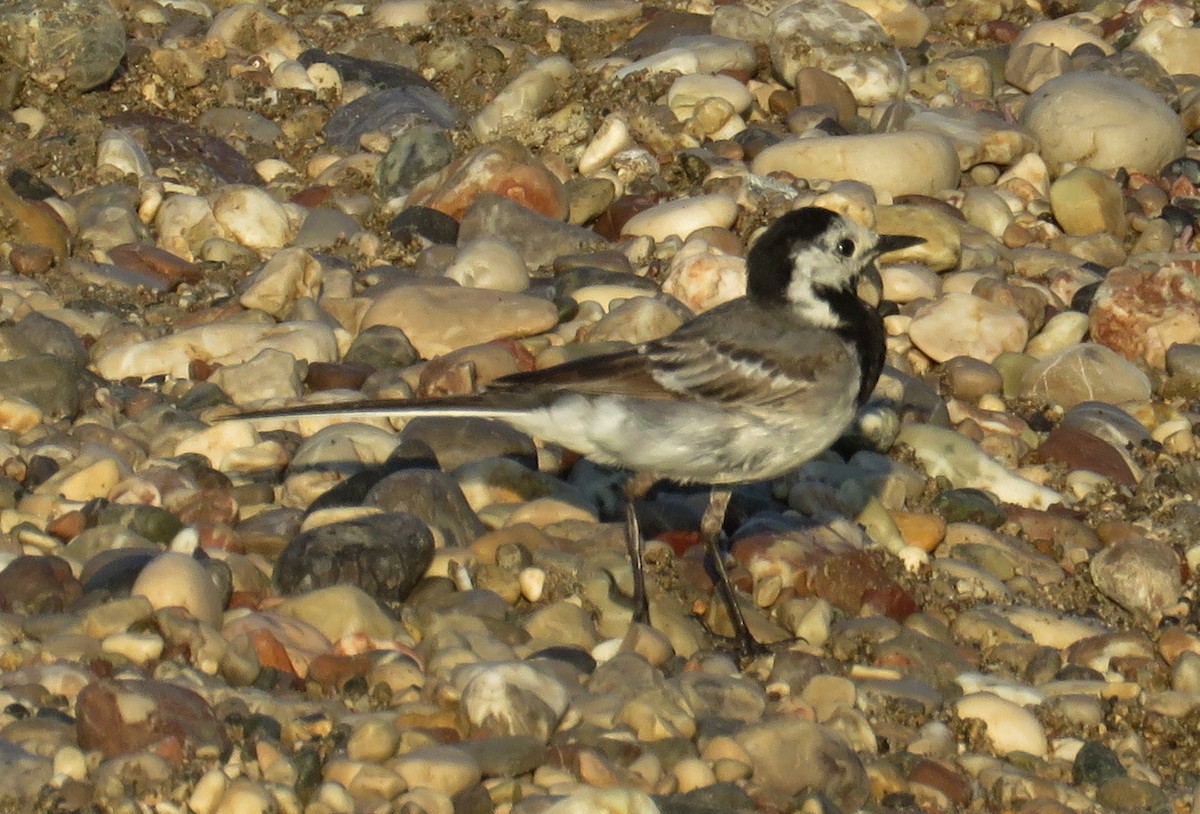 White Wagtail (White-faced) - ML165549071