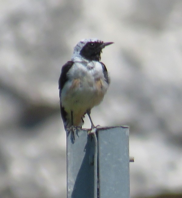 Eastern Black-eared Wheatear - ML165549221
