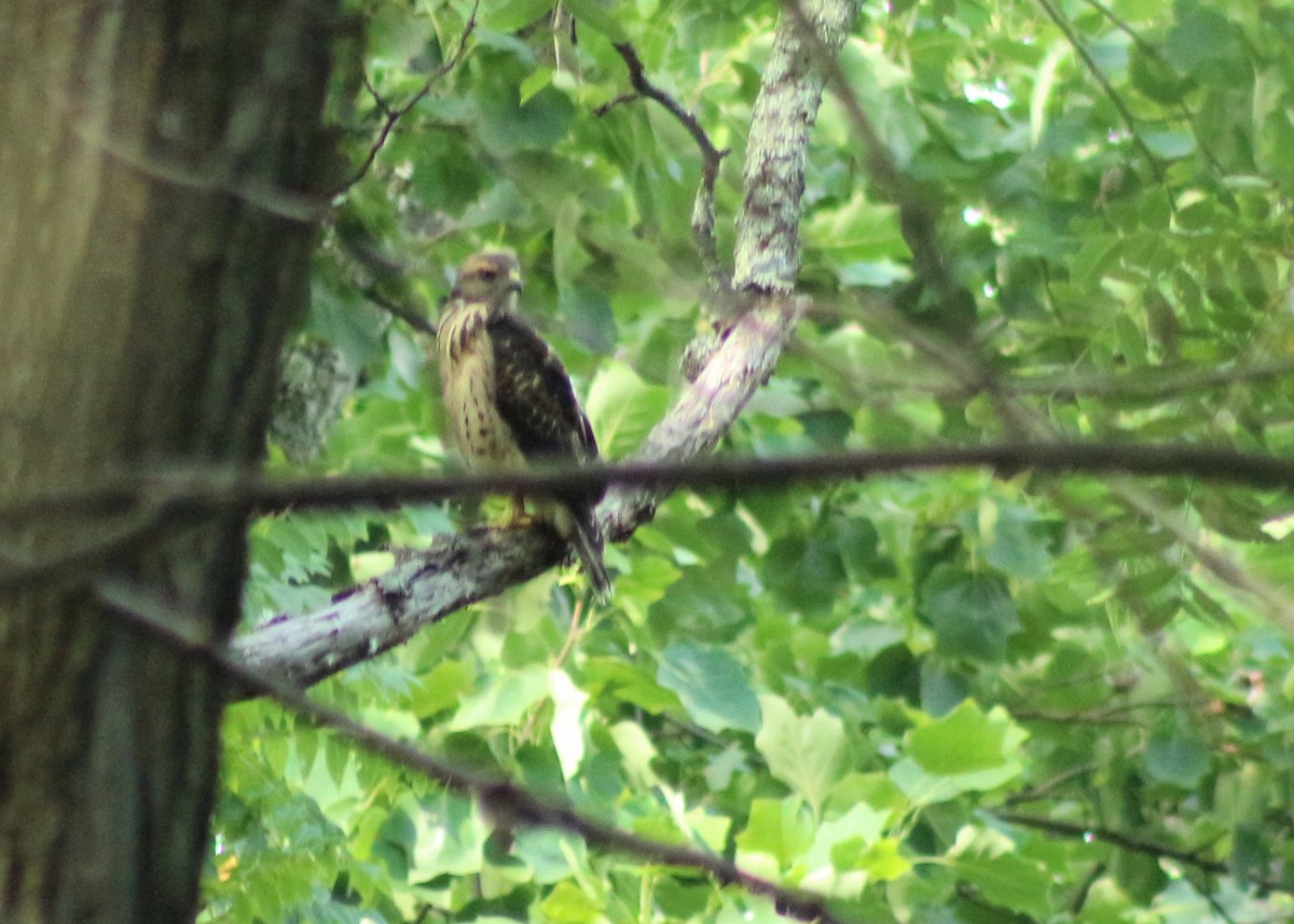 Breitflügelbussard - ML165549321