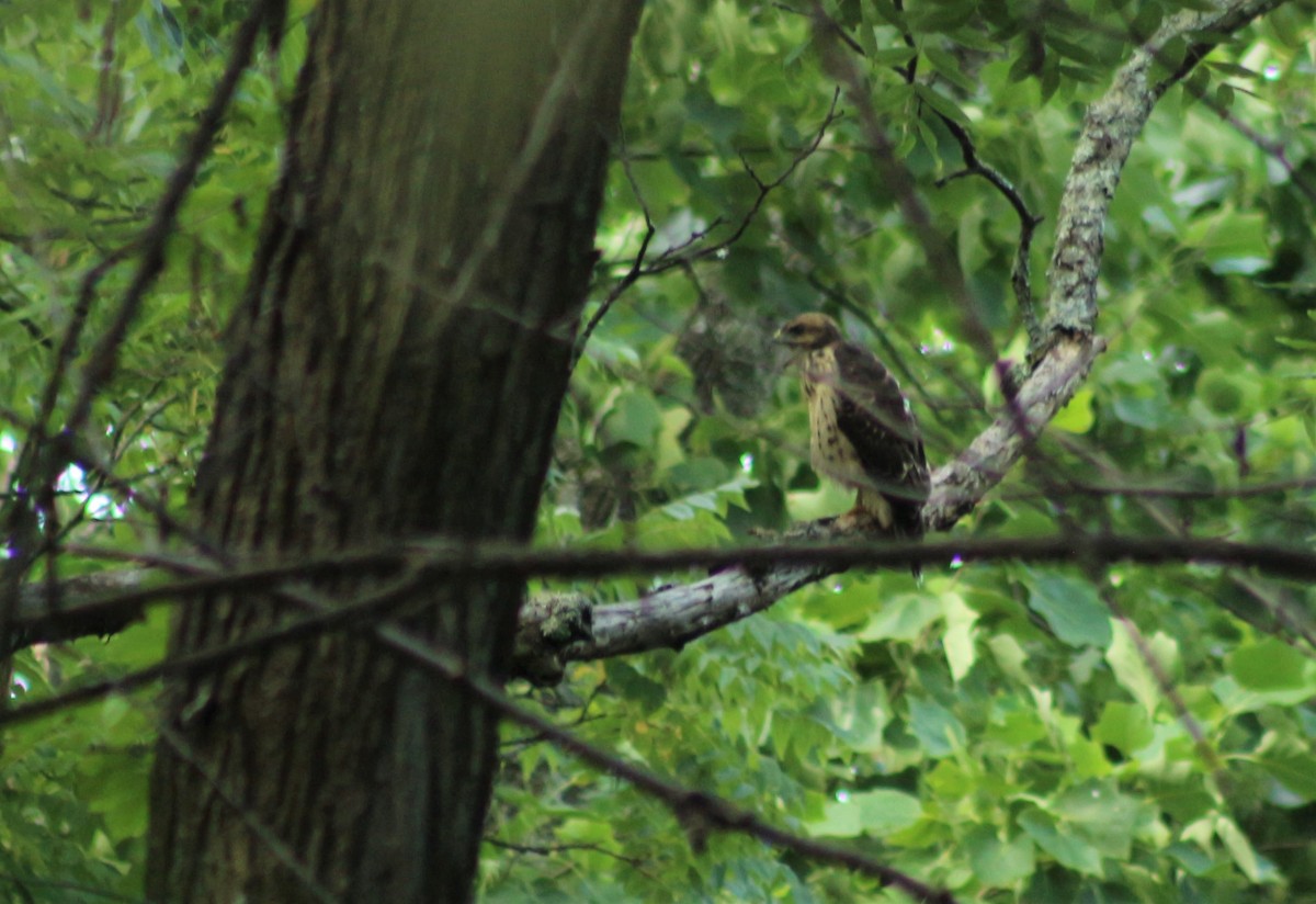 Broad-winged Hawk - ML165549341