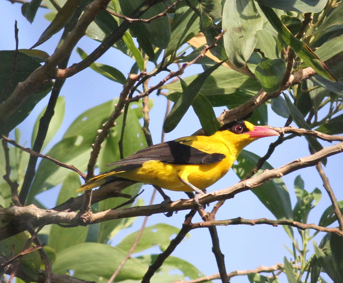 Black-naped Oriole - Paul Bourdin