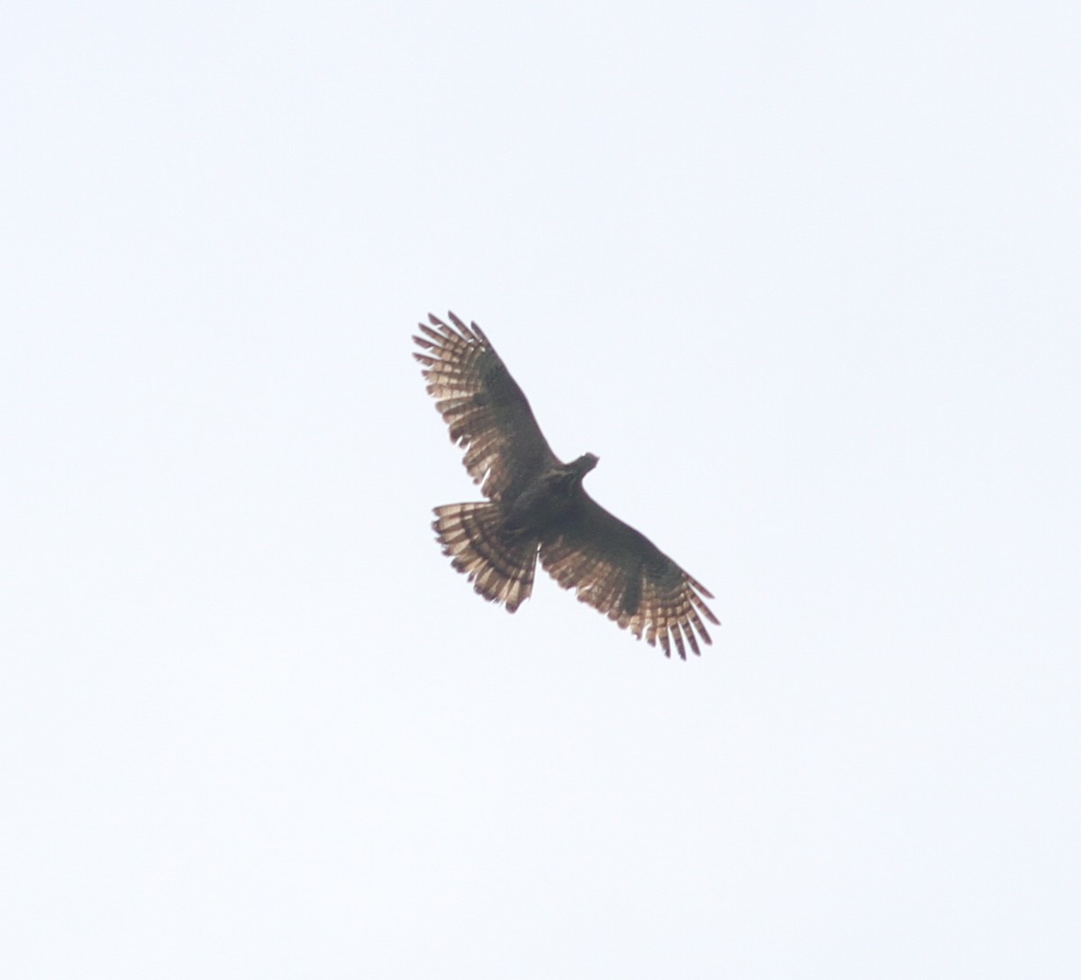 Philippine Honey-buzzard - ML165551651