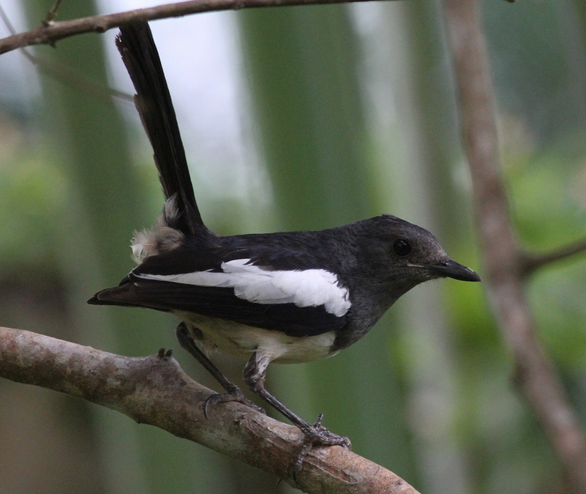 Philippine Magpie-Robin - Paul Bourdin