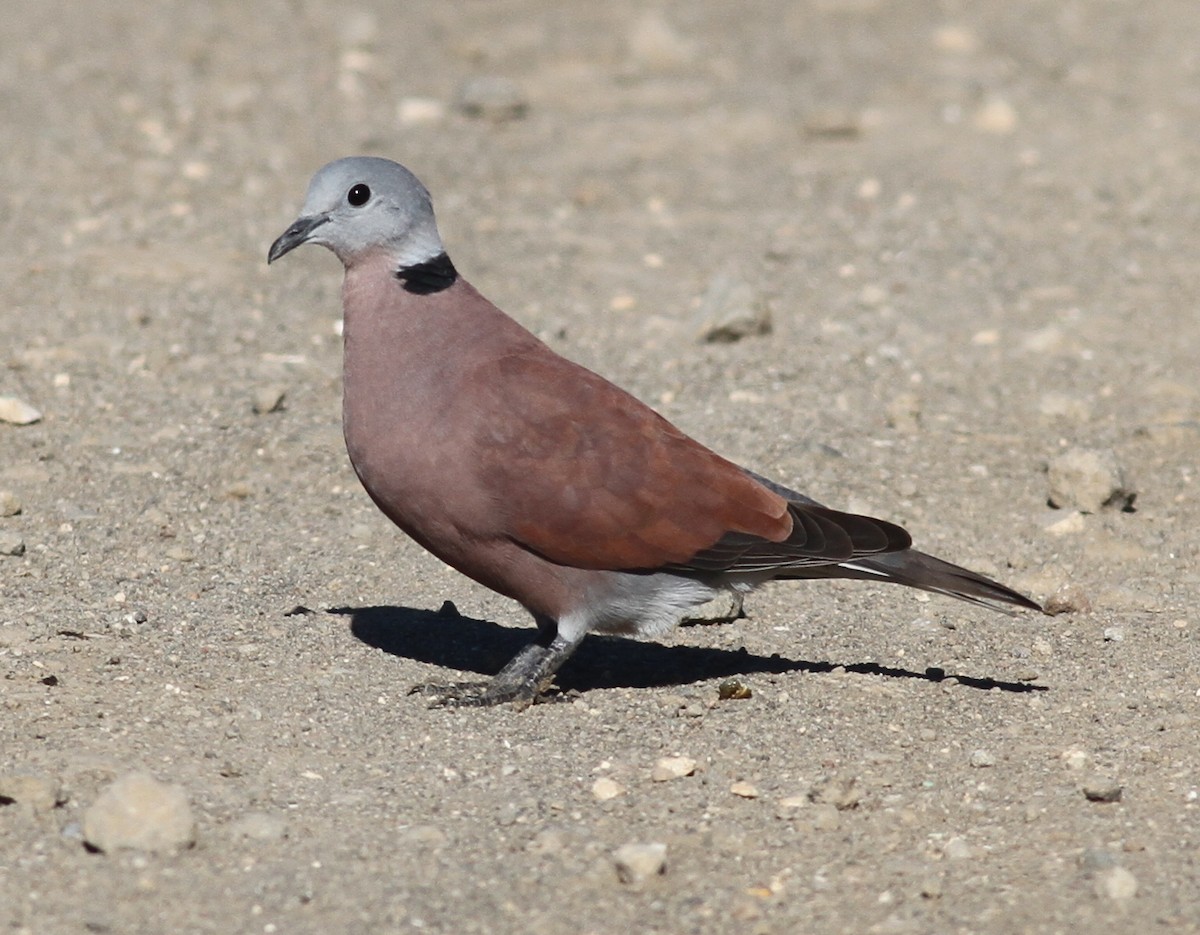 Red Collared-Dove - ML165552071
