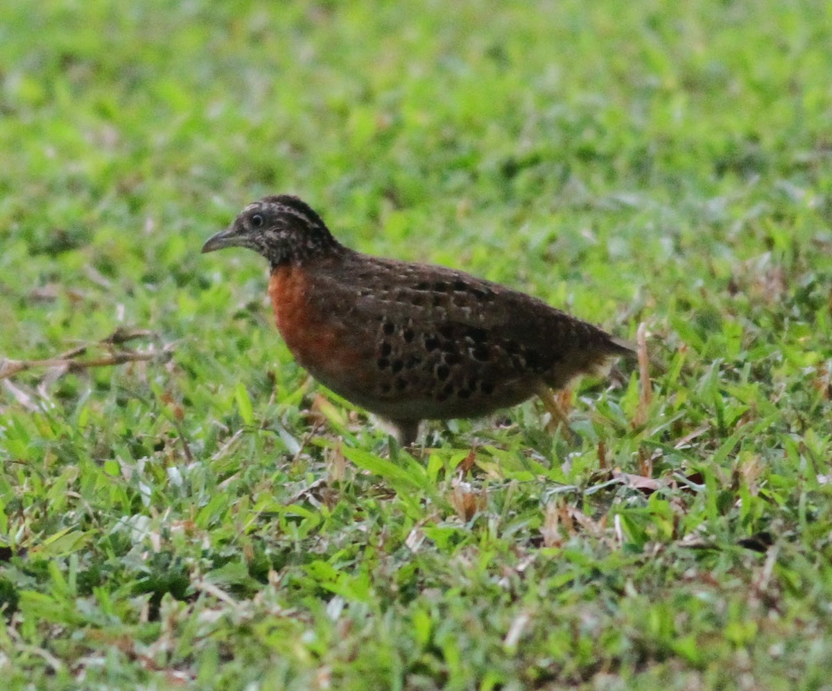 Spotted Buttonquail - ML165553491