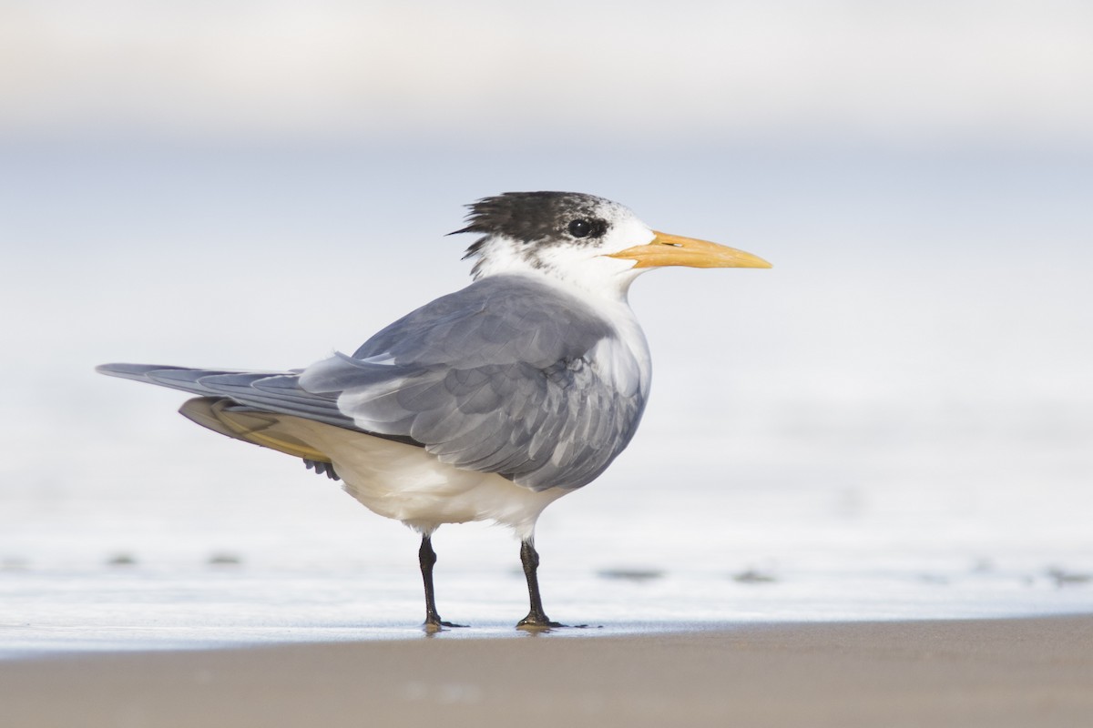 Great Crested Tern - Bryce Robinson