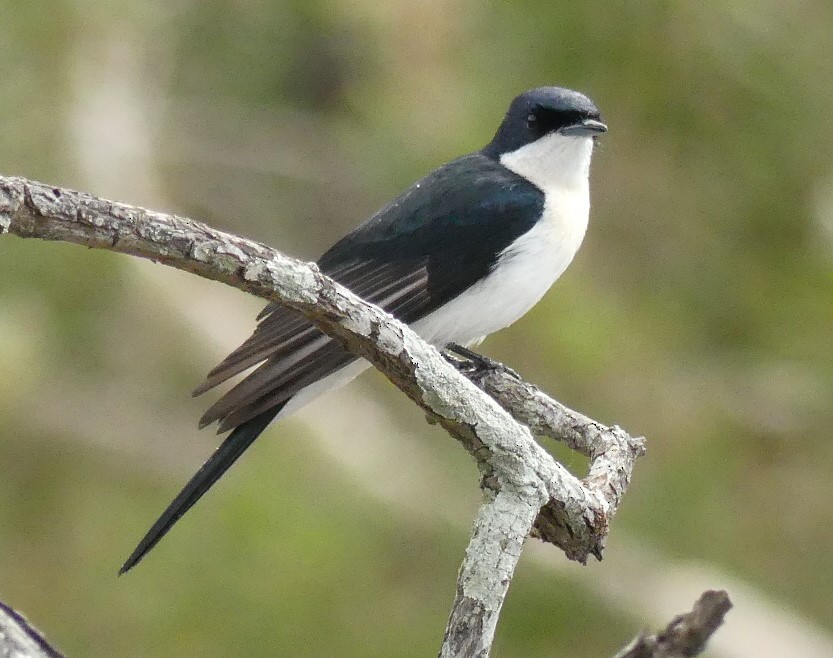 Restless Flycatcher - Andrew Sides