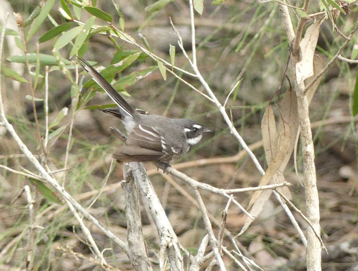Gray Fantail - Andrew Sides
