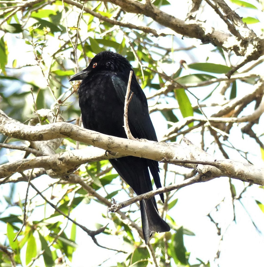 Spangled Drongo - Andrew Sides