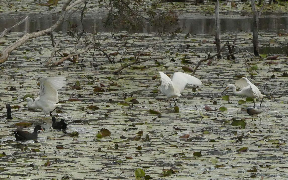 Little Egret - Andrew Sides