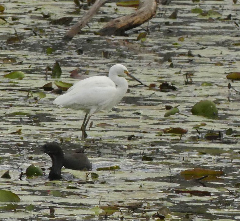 Little Egret - Andrew Sides