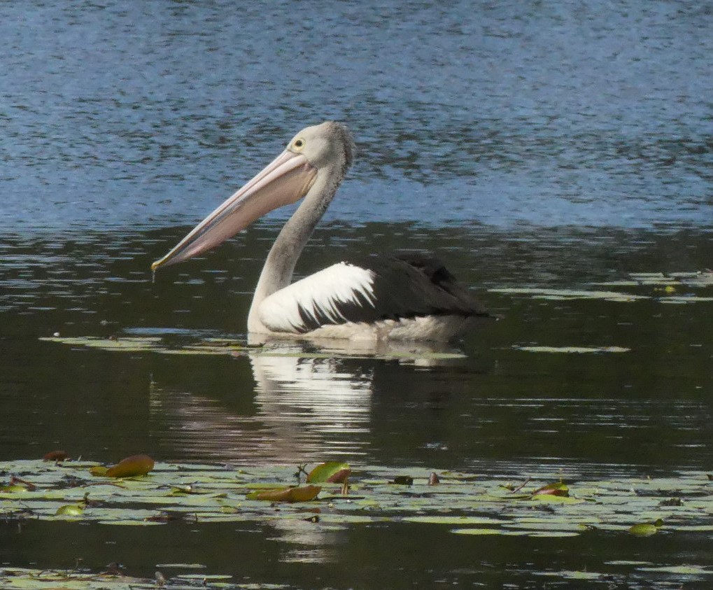 pelikán australský - ML165555121