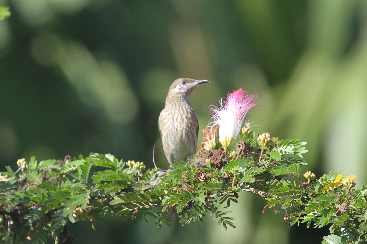 Silver-eared Honeyeater - ML165555241