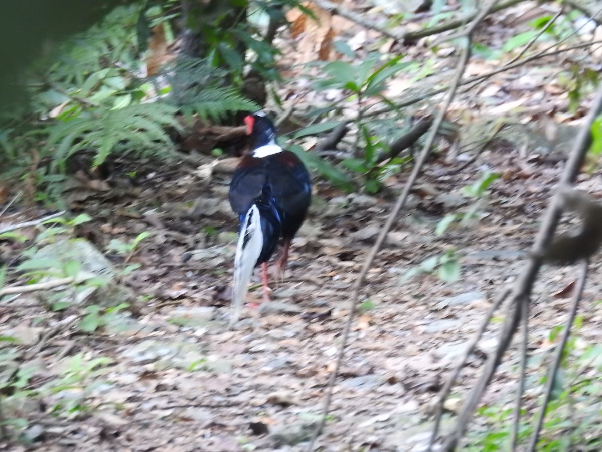 Swinhoe's Pheasant - ML165555631