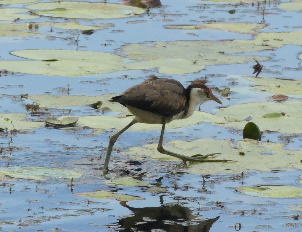 Comb-crested Jacana - Andrew Sides