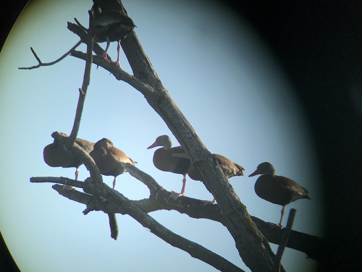 Black-bellied Whistling-Duck - ML165556381