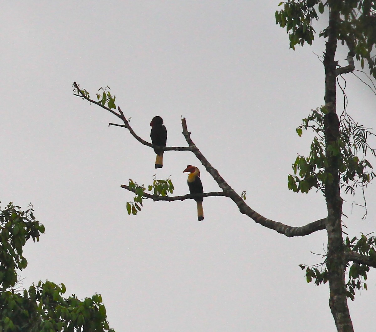 Mindanaohornvogel - ML165557491