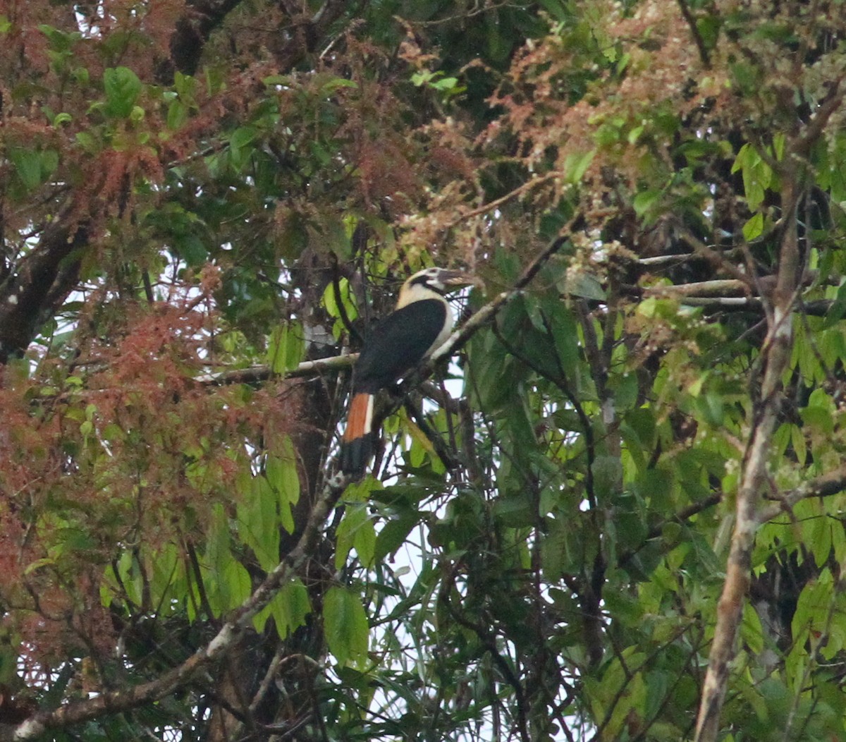 Mindanao Hornbill - ML165557541