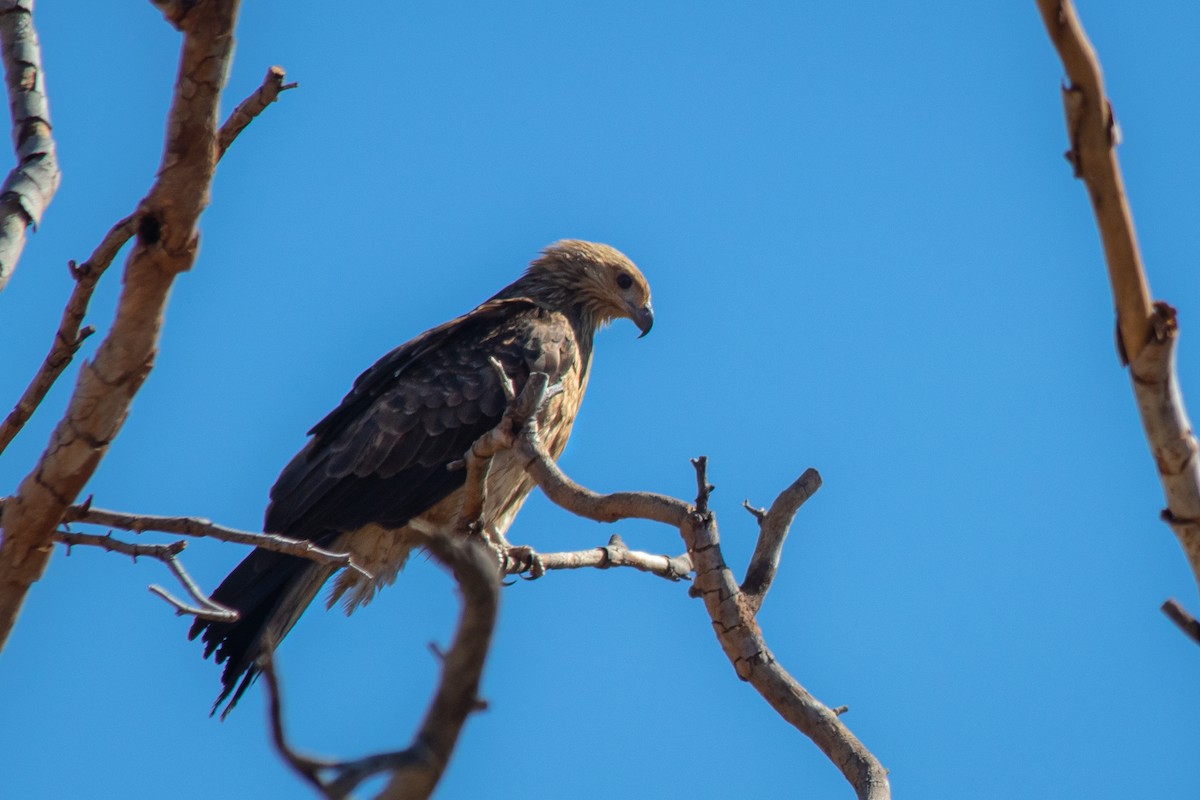 Whistling Kite - ML165558381