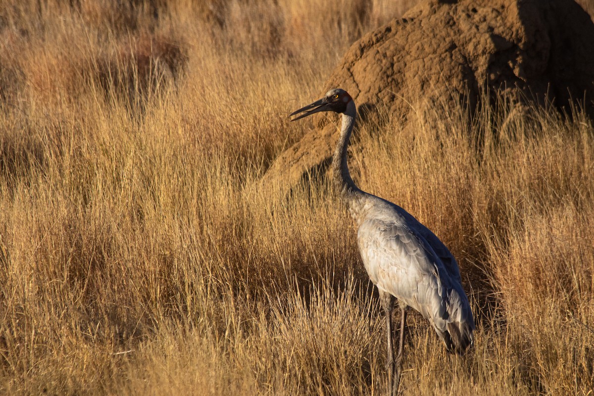 Grulla Brolga - ML165558561