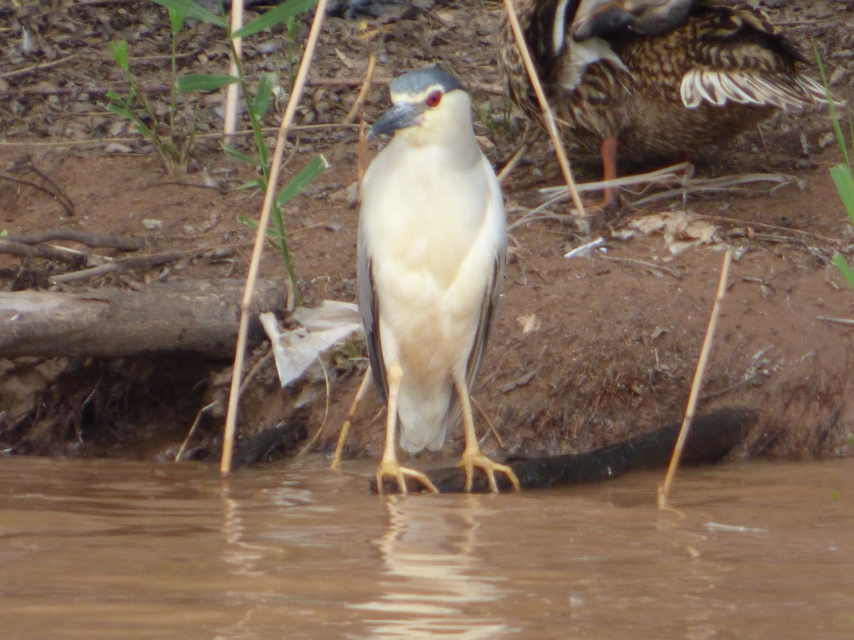 Black-crowned Night Heron - ML165559151