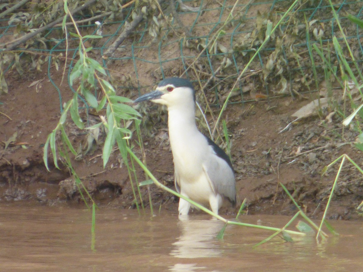 Black-crowned Night Heron - ML165559171