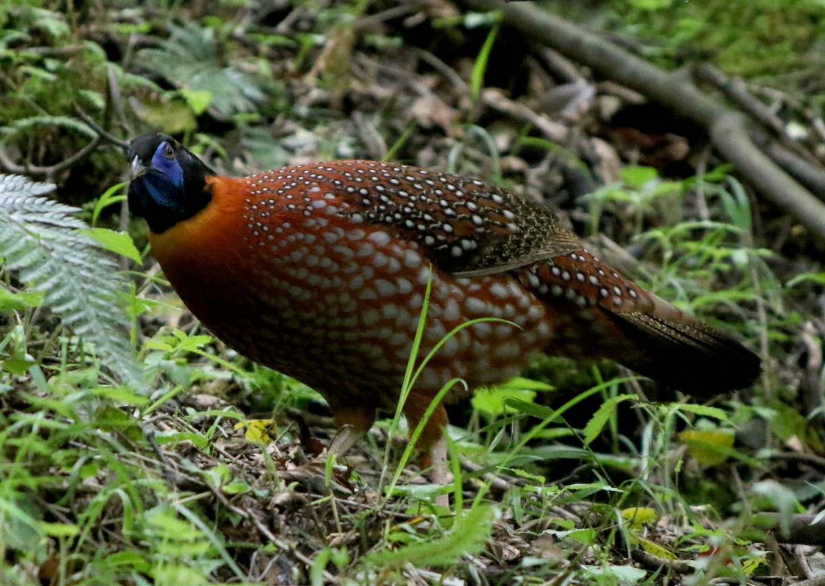 Temminck's Tragopan - Jonathan Meyer