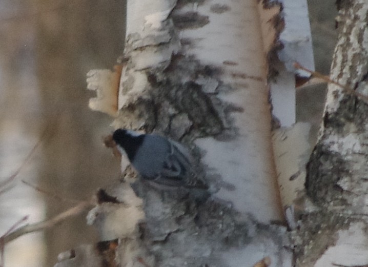 White-breasted Nuthatch - ML165560841