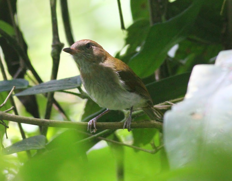 Green-backed Whistler - ML165562221